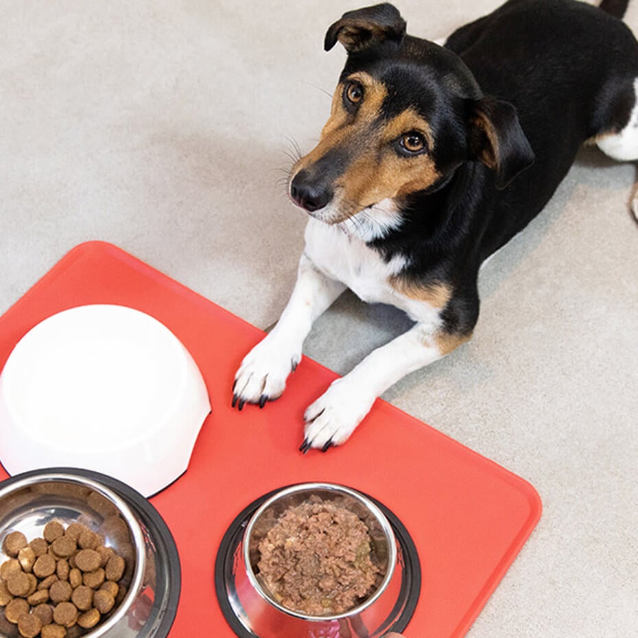 How To Feed your Adult Dog Dog Feeding Guide Purina